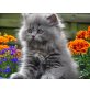Perser Blau - Kater