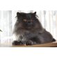 Perser Blau - Kater