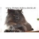 Perser Blau - Kater