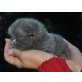 Perser Blau - Kater