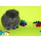 Perser Blau - Kater