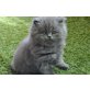 Perser Blau - Kater