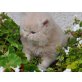 Perser Blau - Kater