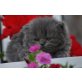Perser Blau - Kater