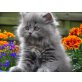 Perser Blau - Kater