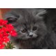 Perser Blau - Kater
