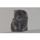 Perser Blau - Kater
