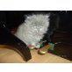 Perser Blau - Kater