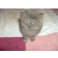 Perser Blau - Kater