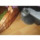 Perser Blau - Kater