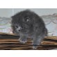 Perser Blau - Kater