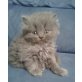 Perser Blau - Kater