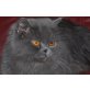 Perser Blau - Kater