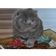Perser Blau - Kater