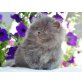 Perser Blau - Kater