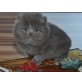 Perser Blau - Kater