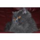 Perser Blau - Kater