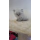 Perser Blau - Kater