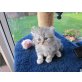 Perser Blau - Kater