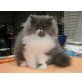 Perser Blau - Kater