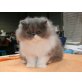 Perser Blau - Kater