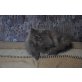 Perser Blau - Kater