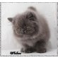 Perser Blau - Kater