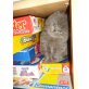 Perser Blau - Katze