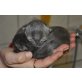 Perser Blau - Katze