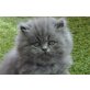 Perser Blau - Katze