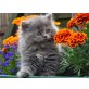Perser Blau - Katze