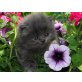 Perser Blau - Katze