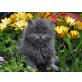 Perser Blau - Katze