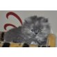 Perser Blau - Katze