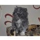 Perser Blau - Katze