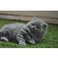 Perser Blau - Katze