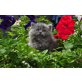 Perser Blau - Katze
