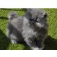 Perser Blau - Katze