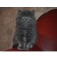 Perser Blau - Katze