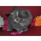 Perser Blau - Katze