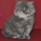 Perser Blau - Katze