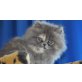 Perser Blau - Katze