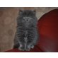 Perser Blau - Katze