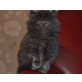 Perser Blau - Katze