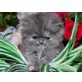 Perser Blau - Katze
