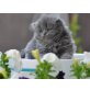 Perser Blau - Katze