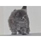 Perser Blau - Katze