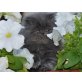 Perser Blau - Katze