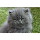 Perser Blau - Katze