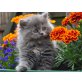 Perser Blau - Katze